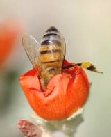 Bee Diving into Red Flower