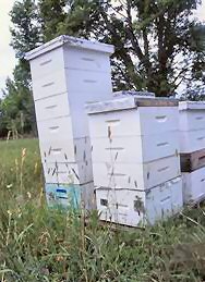Beehives