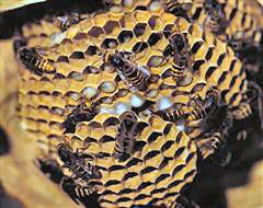 Beehive