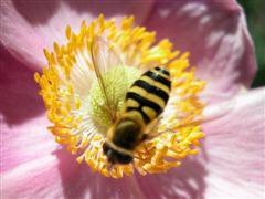 Bee on Flower