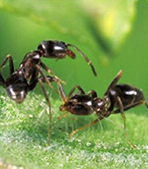 Two Ants