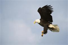 Eagle Flying
