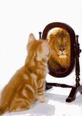 Cat and Mirror with Lion Reflection