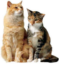 Two Cats