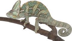 Chameleon