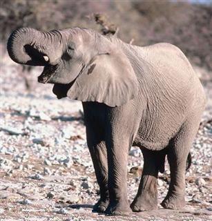 Elephant with raised trunk