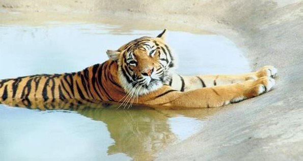 Tiger