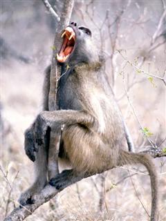 Laughing Monkey