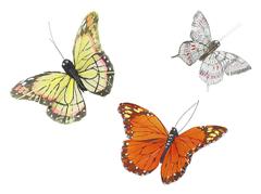 Three butterflies