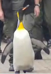 Nils-Penguin
