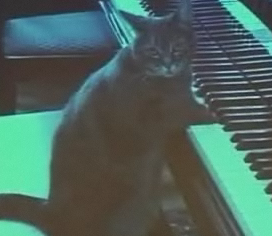 piano-playing cat