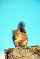 squirrel on a rock