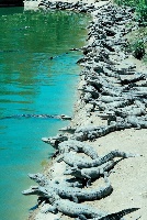 Alligators